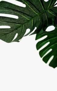 leaf veins minimalism lifestyle blog